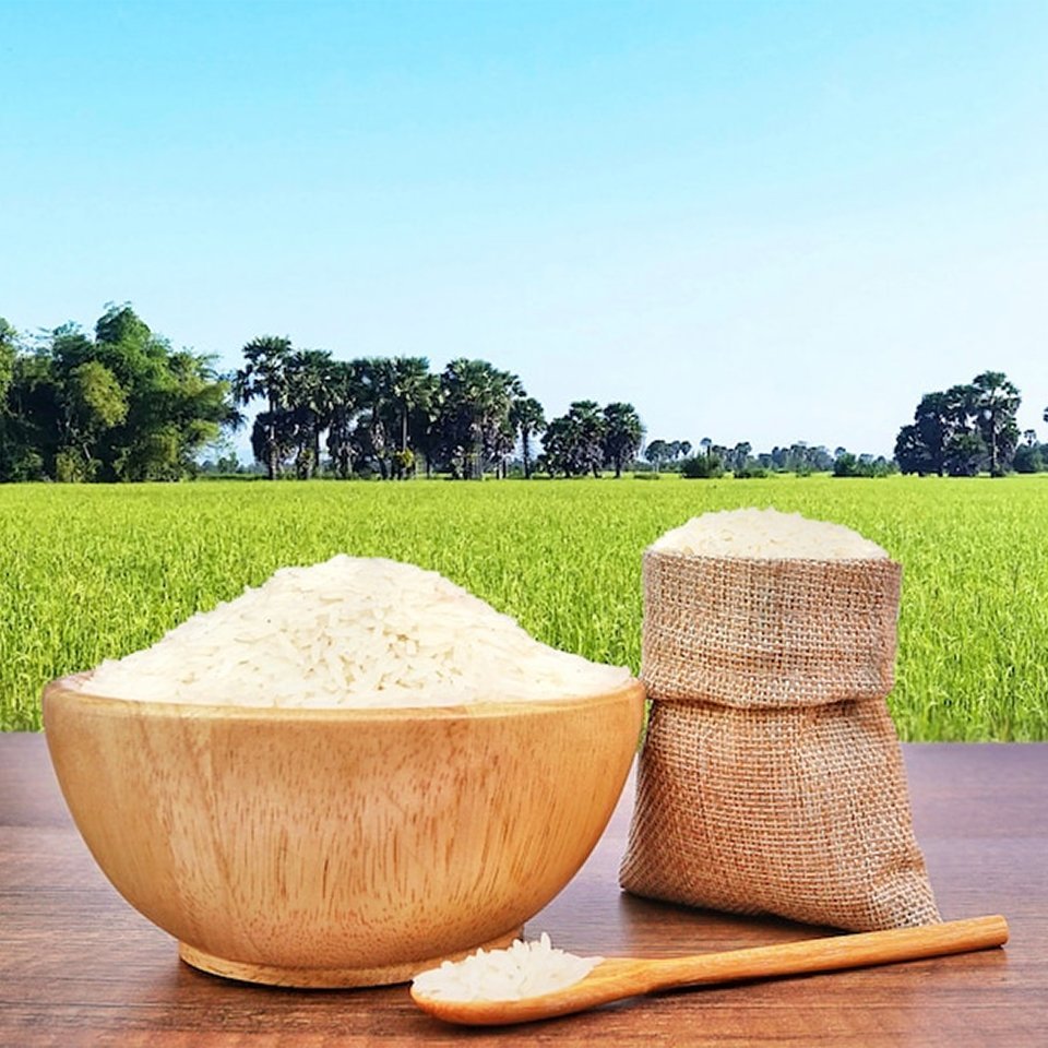 organic and polished Rice grains 